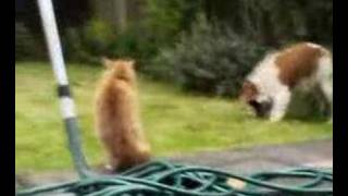 Dog vs Cat