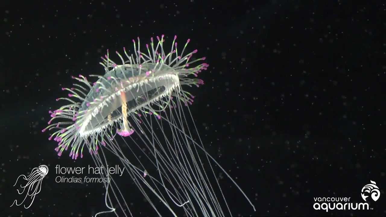 Jellyfish Like a Flower... Hat YouTube