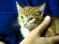 Dewey the rescued library cat in LA