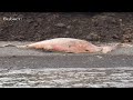 What Are These Creatures? 2013 1080p Available