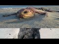 What Are These Creatures? 2013 1080p Available