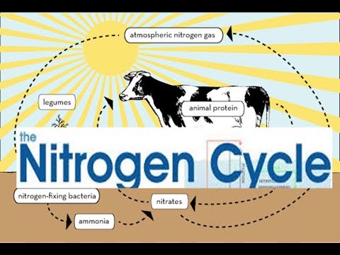 Nitrogen Cycle Steps ,Nitrogen Cycle animation video - YouTube