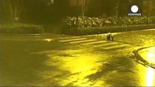 EN - Panda on the loose! Giant panda roams China streets. EN - Panda on the loose! Giant panda roams China streets.
