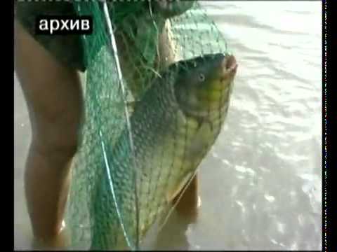 Клевое место "Рыбалка в Астрахани"