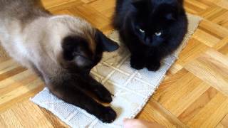 しおちゃんの、ちっさい絨毯 Theo plays with a strip of carpet