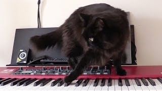 しおちゃんのピアノ演奏 Theo the cat plays the piano