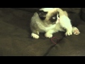 Another Grumpy Cat Video
