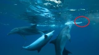 Dolphins Getting High On Pufferfish