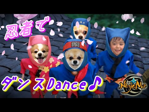 みんなで忍者ダンスしたでござるよ~ニンニン♪ Funny ninja dance with dog♪