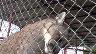 How Cassie the mountain lion greets me in the morning at CARE!