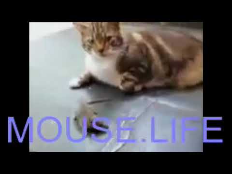 MOUSE LIFE - Cat and Mouse Funny Fighting Video Must Watch