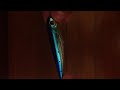 DealExtreme - Lifelike Fish Style Fishing Bait with Treble Hooks - Blue + Sliver