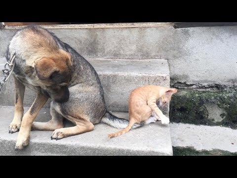 Hidden camera dog teaches cat skill mouse catching (Part 2)| Funny animals