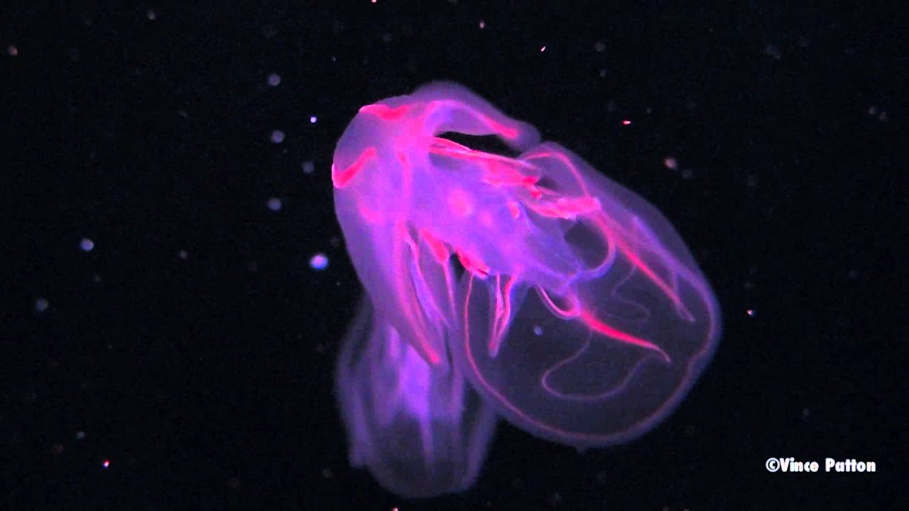 Bioluminescent Jellyfish YouTube