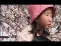 Sakura (cherry blossom) 桜 花見