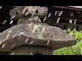 Sakura (cherry blossom) 桜 花見