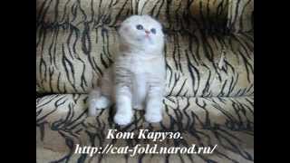 Кот Карузо, скоттиш-фолд. ПРОДАЁТСЯ.mpg