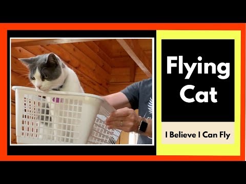 I Believe I Can Fly | Funny Flying Cat Videos