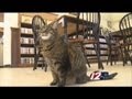 Swansea Library Cat