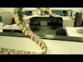 1 - Origami 3D Snake Cobra Renato-the-legend