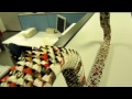 2 - Origami 3D Snake Cobra Renato-the-legend