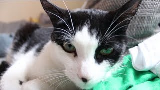 Ein weiteres Katzen Video ;)