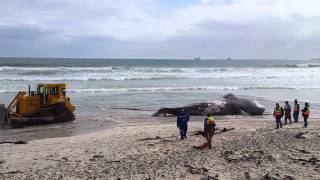 Cape Town Police and Law enforcement accidently rip tail off of a Beached Whale