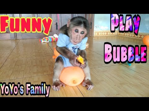 Monkey Yoyo plays Bubbles very Funny| Baby monkey plays Cute toys|Family yoyo's|