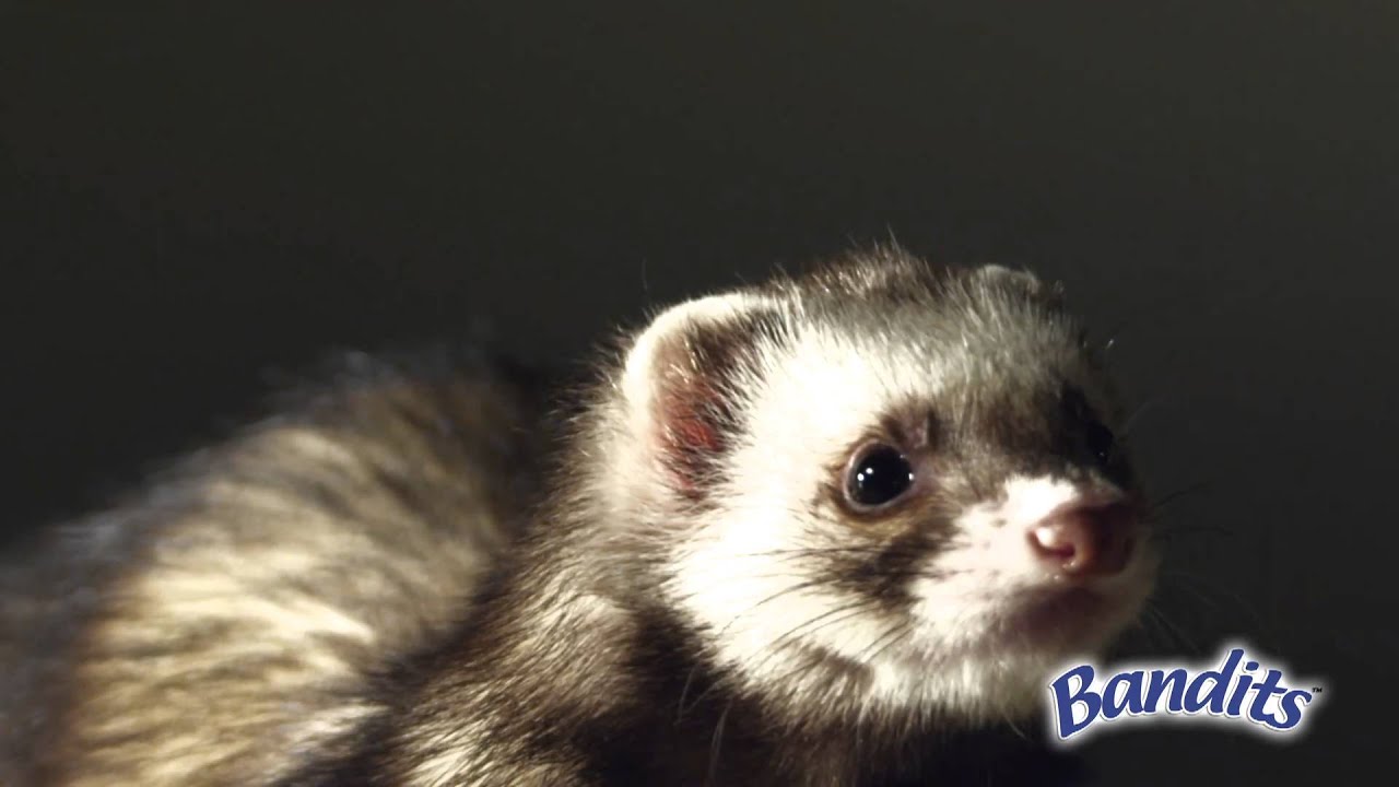 FERRET MARSHALL ferret marshall: