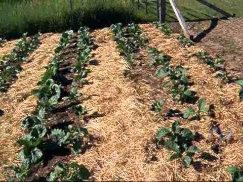 Mulching mania: Garden June 6 2012 - YouTube