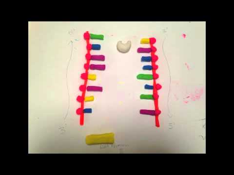 The Trombone Throwdown Dna Replication Trombone Model