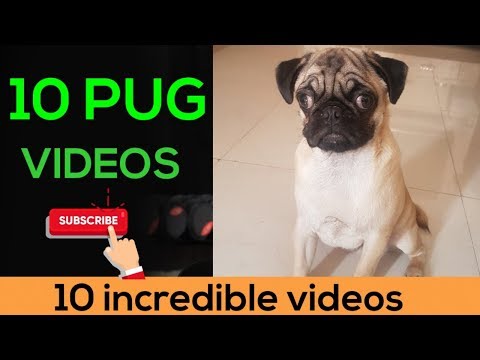 Pug 10 incredible funny videos | must see | very funny | dogs lover