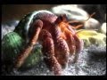 Hermit Crabs - Elegant Straws