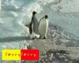 un drole de pinguin