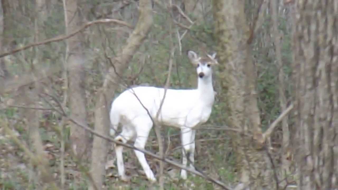 deerfriendly.com deerfriendly.com