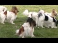 Les épagneuls papillon d'EUSKADI