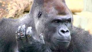 東山動物園 ゴリラ 雨の日はブッ飛ぶシャバーニ A gorilla jumps in rain.