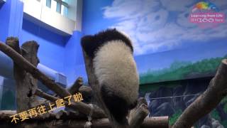 圓仔水來瘋 Giant Panda Cub Yuan Zai Playing With Water