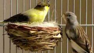 canaries