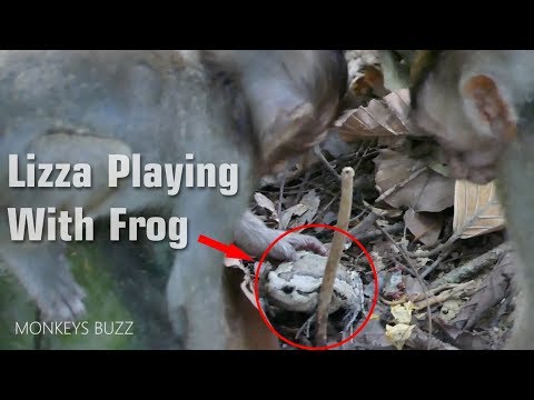 Funny Monkey Playing With Frog! Lizza and Friend Playing Frog So Happy - Monkey Buzz 640