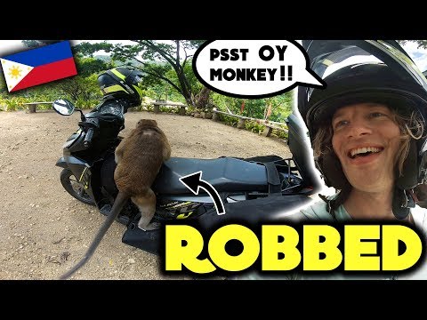 MONKEYS STOLE MY MONEY !! .. (Funny what they did with it)