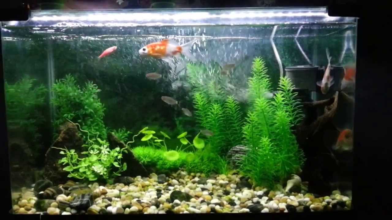 Best fake aquarium plants Idea