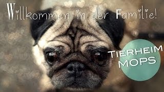 Neues Zuhause für Tierheim Mops I Bruder für MIA MOPS