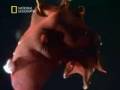 Vampyroteuthis Infernalis - Youtube
