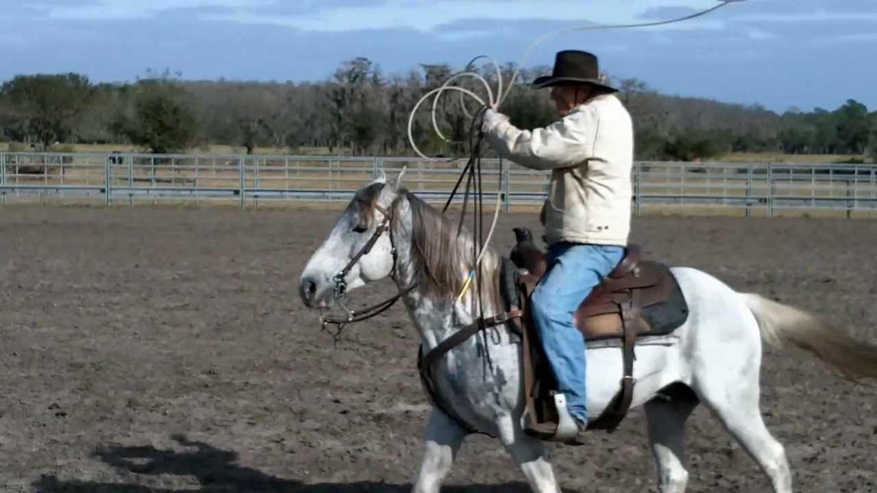 Florida Cracker horses demonstrate proper roping etiquette YouTube