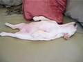 Puppy or chicken? You decide... Puppy or chicken? You decide...