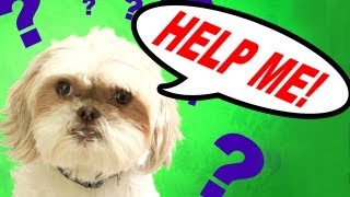 GRYPHON NEEDS YOUR HELP