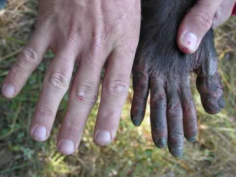 chimpanzee hand bone vs human hand bone