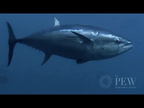 Behind the Mediterranean Bluefin Tuna Trade | Pew