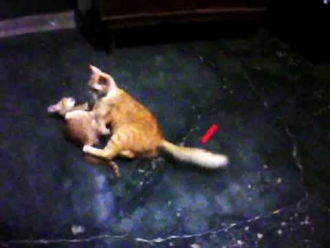 video de la madre se coje al hijo
